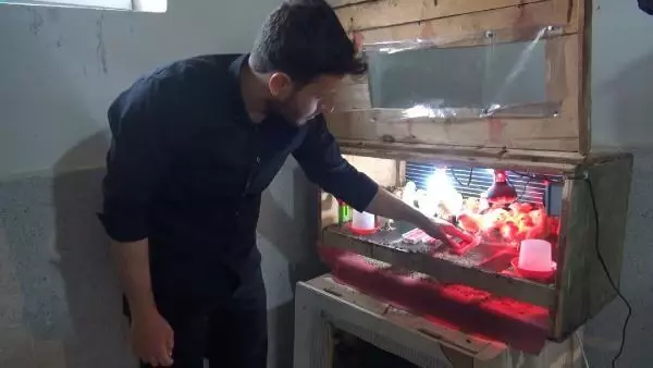 MALATYA Üniversiteli kardeşlerin hobi olarak başladıkları kuluçkalık yumurta üretimi gelir kapısı oldu MALATYA Üniversiteli kardeşlerin hobi olarak başladıkları kuluçkalık yumurta üretimi gelir kapısı oldu