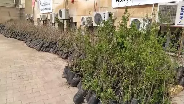 Vali Pehlivan, fidan dağıtım törenine katıldı Vali Pehlivan, fidan dağıtım törenine katıldı