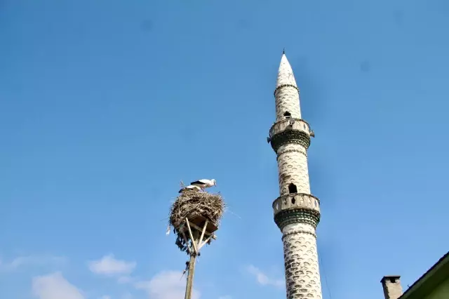 Ağrı'da baharın müjdeleyicisi leyleklerden gökyüzü dansı Ağrı'da baharın müjdeleyicisi leyleklerden gökyüzü dansı
