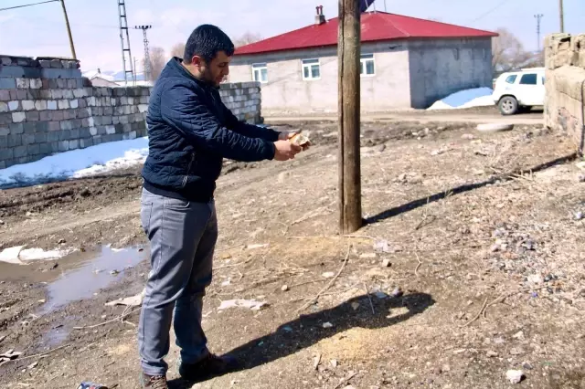 Ağrı'da baharın müjdeleyicisi leyleklerden gökyüzü dansı Ağrı'da baharın müjdeleyicisi leyleklerden gökyüzü dansı