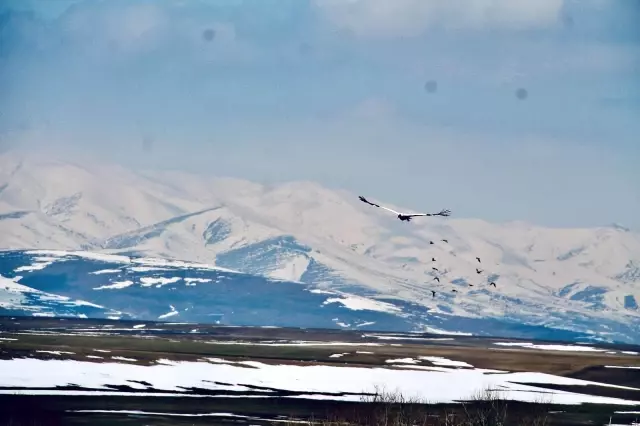 Ağrı'da baharın müjdeleyicisi leyleklerden gökyüzü dansı Ağrı'da baharın müjdeleyicisi leyleklerden gökyüzü dansı