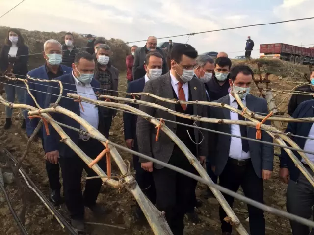 (MANİSA)AK Parti'li Akkal Alaşehir'de dondan zarar gören bağlarda incelemede bulundu (MANİSA)AK Parti'li Akkal Alaşehir'de dondan zarar gören bağlarda incelemede bulundu