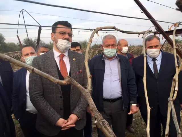 (MANİSA)AK Parti'li Akkal Alaşehir'de dondan zarar gören bağlarda incelemede bulundu (MANİSA)AK Parti'li Akkal Alaşehir'de dondan zarar gören bağlarda incelemede bulundu