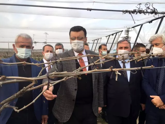 (MANİSA)AK Parti'li Akkal Alaşehir'de dondan zarar gören bağlarda incelemede bulundu (MANİSA)AK Parti'li Akkal Alaşehir'de dondan zarar gören bağlarda incelemede bulundu