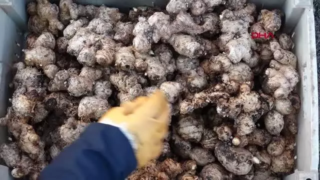 ANTALYA Şifa kaynağı zencefil Muratpaşa'da üretiliyor ANTALYA Şifa kaynağı zencefil Muratpaşa'da üretiliyor