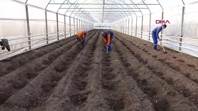 ANTALYA Şifa kaynağı zencefil Muratpaşa'da üretiliyor ANTALYA Şifa kaynağı zencefil Muratpaşa'da üretiliyor