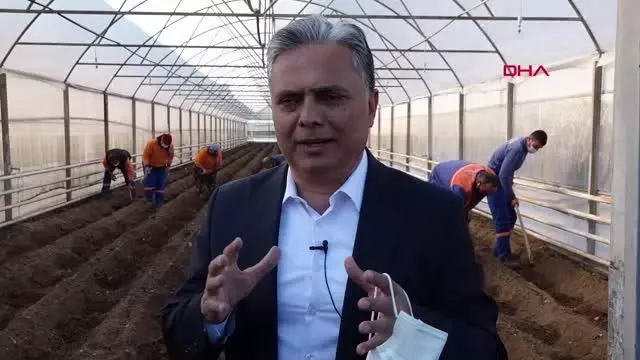 ANTALYA Şifa kaynağı zencefil Muratpaşa'da üretiliyor ANTALYA Şifa kaynağı zencefil Muratpaşa'da üretiliyor