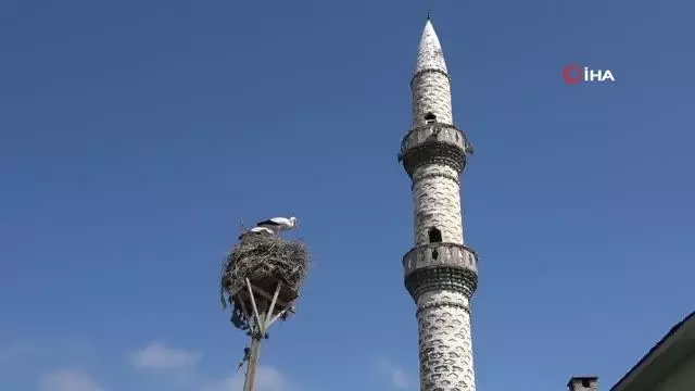 Ağrı'da baharın müjdeleyicisi leyleklerden gökyüzü dansı Ağrı'da baharın müjdeleyicisi leyleklerden gökyüzü dansı
