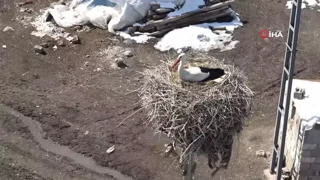 Ağrı'da baharın müjdeleyicisi leyleklerden gökyüzü dansı Ağrı'da baharın müjdeleyicisi leyleklerden gökyüzü dansı