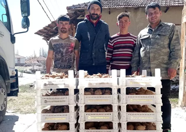 Biyolojik mücadele için Korkuteli'de patates yetiştirilecek Biyolojik mücadele için Korkuteli'de patates yetiştirilecek