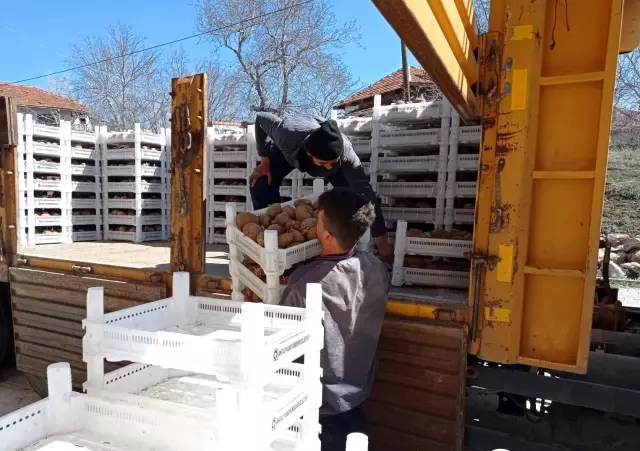 Biyolojik mücadele için Korkuteli'de patates yetiştirilecek Biyolojik mücadele için Korkuteli'de patates yetiştirilecek