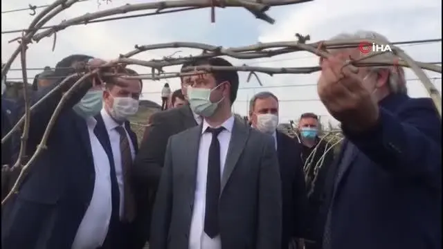 (MANİSA)AK Parti'li Akkal Alaşehir'de dondan zarar gören bağlarda incelemede bulundu (MANİSA)AK Parti'li Akkal Alaşehir'de dondan zarar gören bağlarda incelemede bulundu