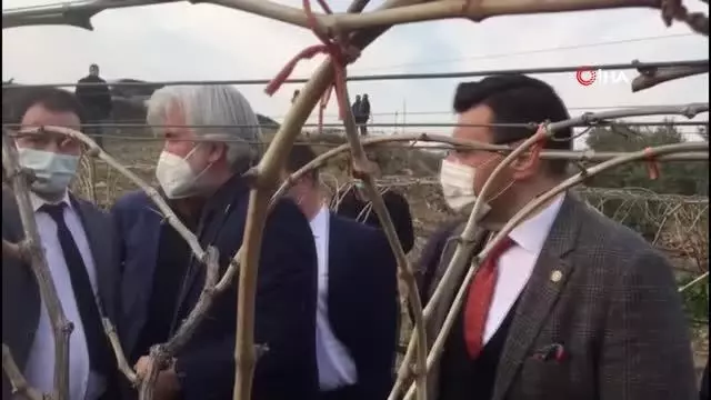 (MANİSA)AK Parti'li Akkal Alaşehir'de dondan zarar gören bağlarda incelemede bulundu (MANİSA)AK Parti'li Akkal Alaşehir'de dondan zarar gören bağlarda incelemede bulundu