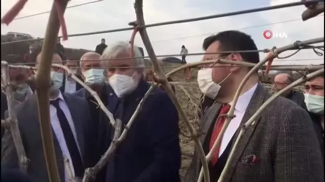 (MANİSA)AK Parti'li Akkal Alaşehir'de dondan zarar gören bağlarda incelemede bulundu (MANİSA)AK Parti'li Akkal Alaşehir'de dondan zarar gören bağlarda incelemede bulundu