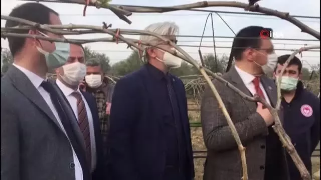 (MANİSA)AK Parti'li Akkal Alaşehir'de dondan zarar gören bağlarda incelemede bulundu (MANİSA)AK Parti'li Akkal Alaşehir'de dondan zarar gören bağlarda incelemede bulundu