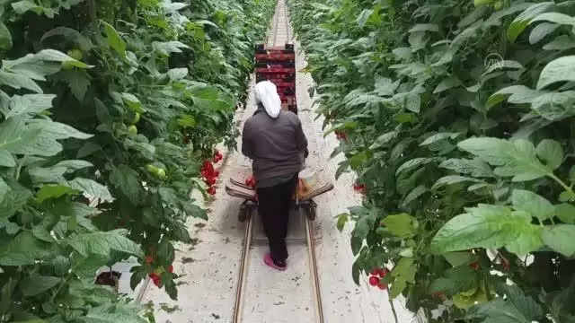 Topraksız serada yetişen domatesler 9 ülkede sofraları süslüyor Topraksız serada yetişen domatesler 9 ülkede sofraları süslüyor