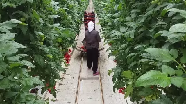 Topraksız serada yetişen domatesler 9 ülkede sofraları süslüyor Topraksız serada yetişen domatesler 9 ülkede sofraları süslüyor