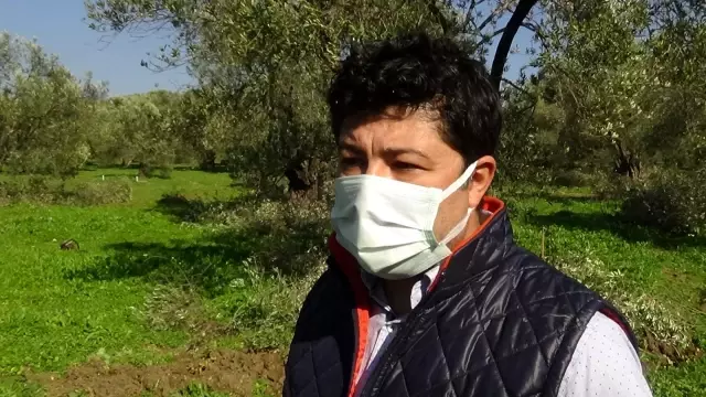 Son dakika haberleri... Zeytin ağaçlarında soğuklama süresi eksik kaldı