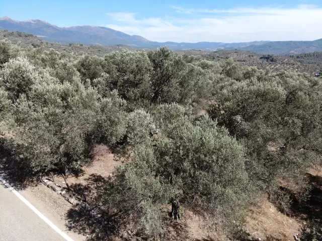Son dakika haberleri... Zeytin ağaçlarında soğuklama süresi eksik kaldı