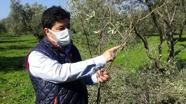 Son dakika haberleri... Zeytin ağaçlarında soğuklama süresi eksik kaldı