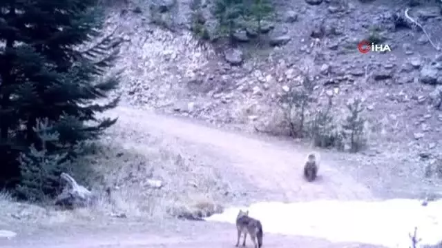 Başkent'te kurt ile ayının kovalamacası kameraya takıldı Başkent'te kurt ile ayının kovalamacası kameraya takıldı