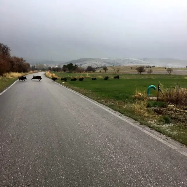 Domuz sürüleri ovaya indi, bölge halkı korkuyla yaşıyor Domuz sürüleri ovaya indi, bölge halkı korkuyla yaşıyor