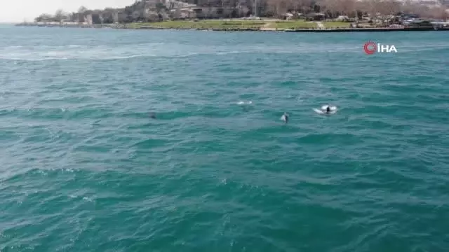 Son dakika! İstanbul'da yunus balığı sürüsü görsel şölen oluşturdu Son dakika! İstanbul'da yunus balığı sürüsü görsel şölen oluşturdu