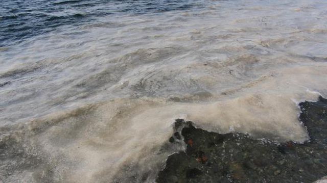 izmit korfezi nde deniz salyasi alarmi 11 14040459 o