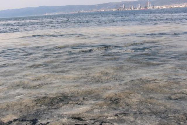 izmit korfezi nde deniz salyasi alarmi 5 14040459 o