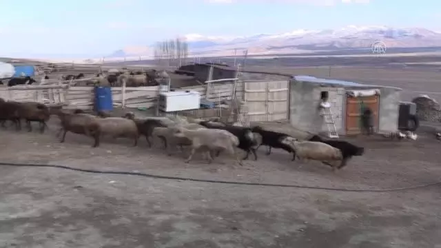 Köylerde baharın müjdecisi kuzuların anneleriyle buluşması renkli görüntüler oluşturuyor Köylerde baharın müjdecisi kuzuların anneleriyle buluşması renkli görüntüler oluşturuyor