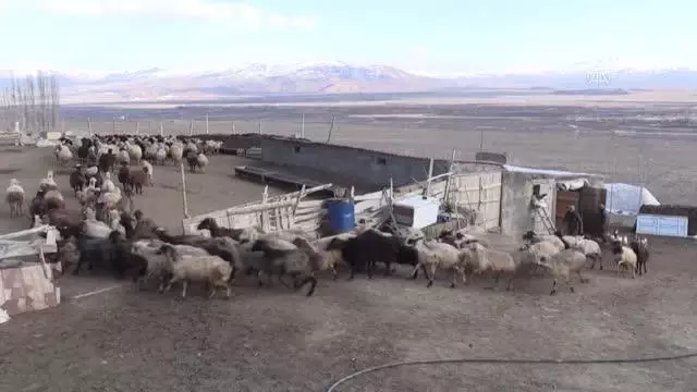 Köylerde baharın müjdecisi kuzuların anneleriyle buluşması renkli görüntüler oluşturuyor Köylerde baharın müjdecisi kuzuların anneleriyle buluşması renkli görüntüler oluşturuyor
