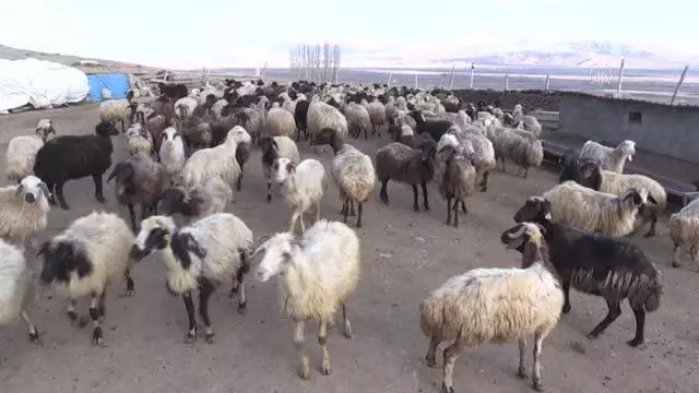 Köylerde baharın müjdecisi kuzuların anneleriyle buluşması renkli görüntüler oluşturuyor Köylerde baharın müjdecisi kuzuların anneleriyle buluşması renkli görüntüler oluşturuyor
