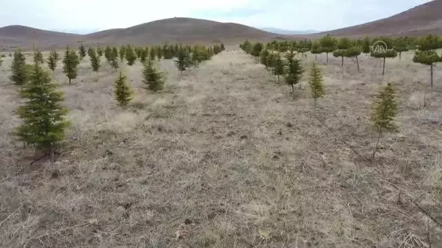Köyünde orman oluşturmak için 7 yılda yaklaşık 10 bin fidan dikti Köyünde orman oluşturmak için 7 yılda yaklaşık 10 bin fidan dikti