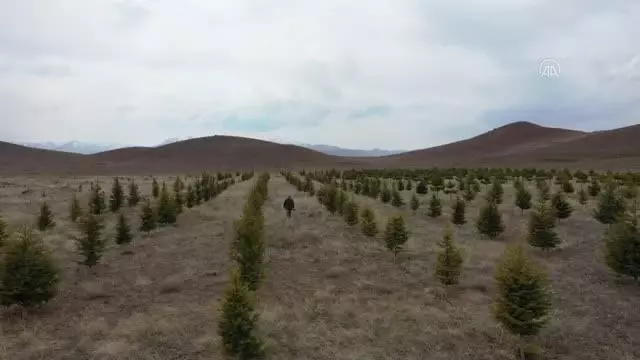 Köyünde orman oluşturmak için 7 yılda yaklaşık 10 bin fidan dikti Köyünde orman oluşturmak için 7 yılda yaklaşık 10 bin fidan dikti