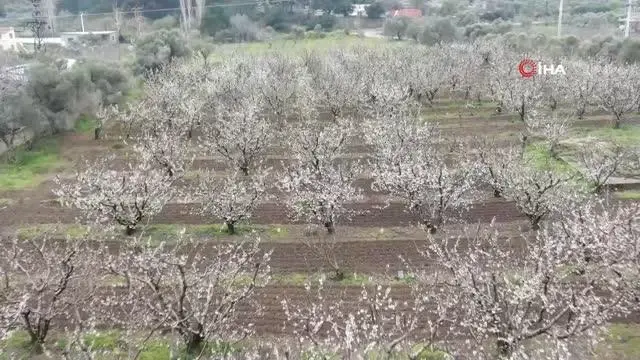 Kuzey yarımkürenin ilk kirazı gecikecek