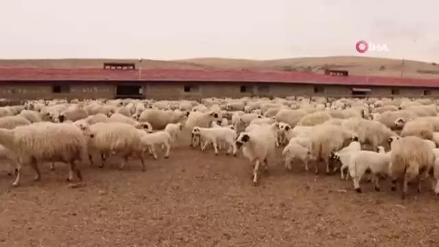 Kuzu ve koyunların duygusal buluşması Kuzu ve koyunların duygusal buluşması