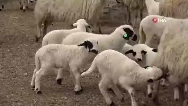 Kuzu ve koyunların duygusal buluşması Kuzu ve koyunların duygusal buluşması
