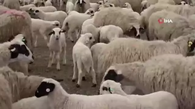 Kuzu ve koyunların duygusal buluşması Kuzu ve koyunların duygusal buluşması
