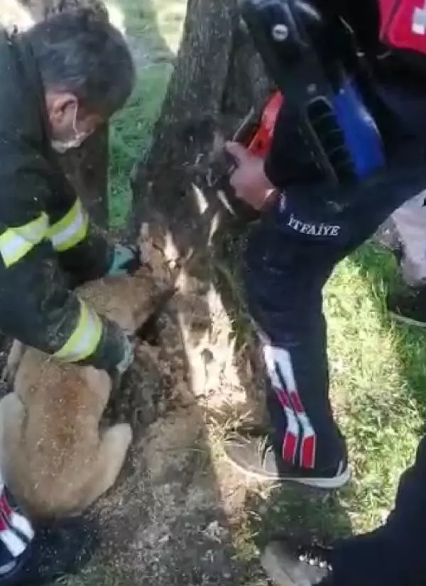 Son dakika haber! Manisa�da başı ağaç kovuğuna sıkışan köpek kurtarıldı