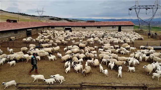 Yüzlerce kuzu anneleriyle böyle buluştu Yüzlerce kuzu anneleriyle böyle buluştu