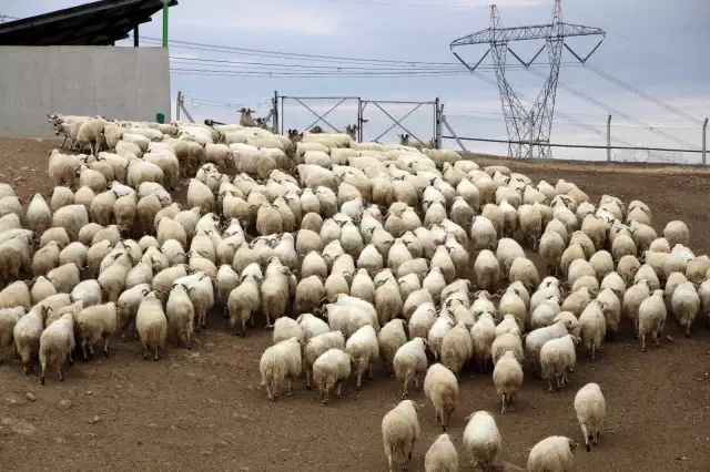 Yüzlerce kuzu anneleriyle böyle buluştu Yüzlerce kuzu anneleriyle böyle buluştu