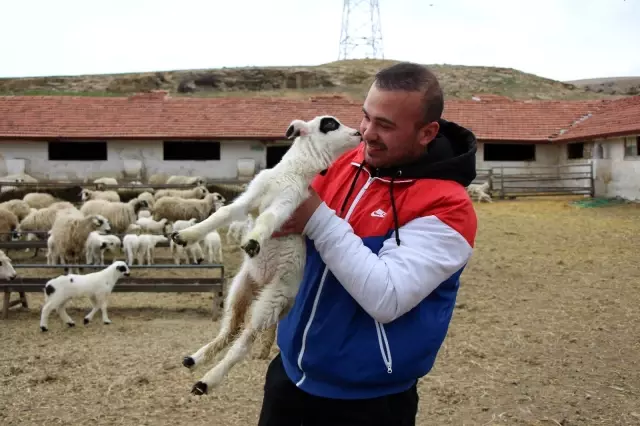 Yüzlerce kuzu anneleriyle böyle buluştu Yüzlerce kuzu anneleriyle böyle buluştu