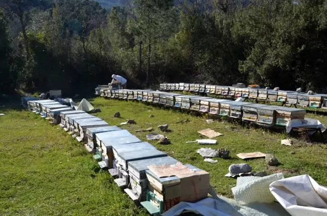 Antalya'da arıcılar yeni sezona hazırlanıyor Antalya'da arıcılar yeni sezona hazırlanıyor