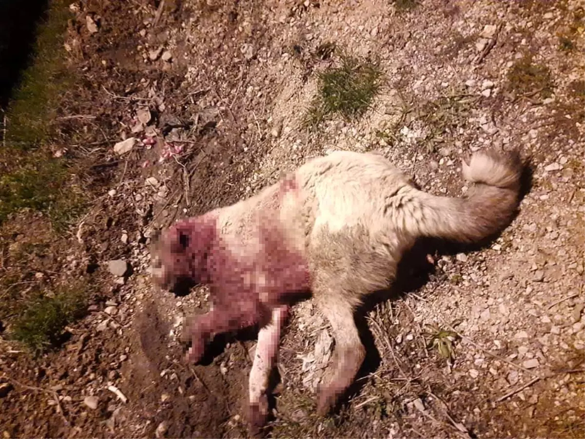 Çoban köpeklerinin öldürülmesi tepkiye yol açtı