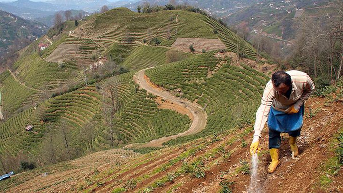 Doğu Karadeniz'de çay üreticileri kısıtlamadan muaf tutuldu