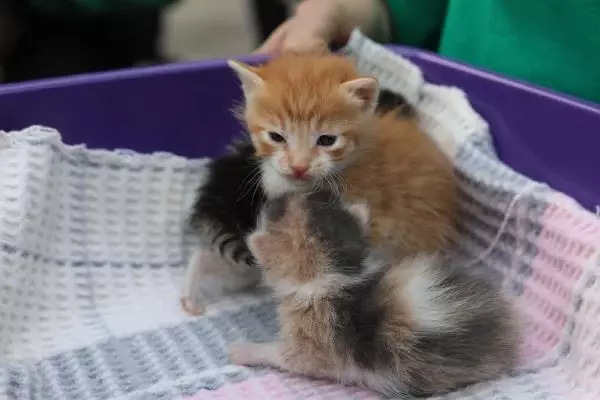 Gaziantep Hayvanat Bahcesi Nde Dunya Sokak Hayvanlari Gunu Kutlandi