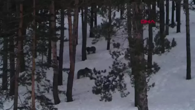 KARS SARIKAMIŞ'TA, AYILAR KIŞ UYKUSUNDAN UYANDI KARS SARIKAMIŞ'TA, AYILAR KIŞ UYKUSUNDAN UYANDI