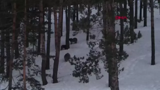 KARS SARIKAMIŞ'TA, AYILAR KIŞ UYKUSUNDAN UYANDI KARS SARIKAMIŞ'TA, AYILAR KIŞ UYKUSUNDAN UYANDI