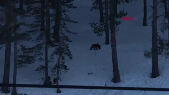 KARS SARIKAMIŞ'TA, AYILAR KIŞ UYKUSUNDAN UYANDI KARS SARIKAMIŞ'TA, AYILAR KIŞ UYKUSUNDAN UYANDI