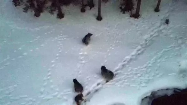 KARS SARIKAMIŞ'TA, AYILAR KIŞ UYKUSUNDAN UYANDI KARS SARIKAMIŞ'TA, AYILAR KIŞ UYKUSUNDAN UYANDI